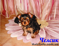 ЙОРКШИРСКИЙ ТЕРЬЕР, Полтава - <ro>Изображение</ro><ru>Изображение</ru> #1, <ru>Объявление</ru> #6956