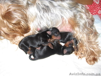 продам щенков йоркширского трьера - <ro>Изображение</ro><ru>Изображение</ru> #2, <ru>Объявление</ru> #10163