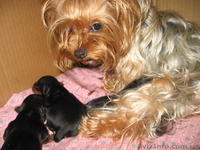 продам щенков йоркширского трьера - <ro>Изображение</ro><ru>Изображение</ru> #1, <ru>Объявление</ru> #10163