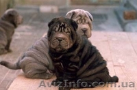 Шар-пей щенки различных окрасов. - <ro>Изображение</ro><ru>Изображение</ru> #3, <ru>Объявление</ru> #12226