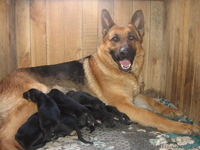 Щенки от немецкой овчарки.  - <ro>Изображение</ro><ru>Изображение</ru> #1, <ru>Объявление</ru> #24734