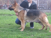 Щенки от немецкой овчарки.  - <ro>Изображение</ro><ru>Изображение</ru> #2, <ru>Объявление</ru> #24734