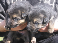 Щенки от немецкой овчарки.  - <ro>Изображение</ro><ru>Изображение</ru> #3, <ru>Объявление</ru> #24734