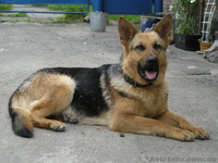 Собаки, щенки, продам, один месяц, немецкая овчарка, без документов, торг, 800 г - <ro>Изображение</ro><ru>Изображение</ru> #1, <ru>Объявление</ru> #29434