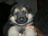 Собаки, щенки, продам, один месяц, немецкая овчарка, без документов, торг, 800 г - <ro>Изображение</ro><ru>Изображение</ru> #2, <ru>Объявление</ru> #29434