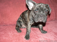 подрощенные французские бульдоги - <ro>Изображение</ro><ru>Изображение</ru> #1, <ru>Объявление</ru> #35197