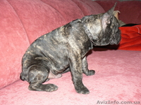 подрощенные французские бульдоги - <ro>Изображение</ro><ru>Изображение</ru> #2, <ru>Объявление</ru> #35197