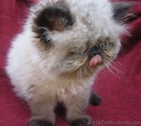 продаются персидские экстремальные котята - <ro>Изображение</ro><ru>Изображение</ru> #1, <ru>Объявление</ru> #49761