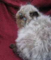 продаются персидские экстремальные котята - <ro>Изображение</ro><ru>Изображение</ru> #2, <ru>Объявление</ru> #49761