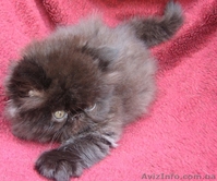 продаются персидские экстремальные котята - <ro>Изображение</ro><ru>Изображение</ru> #3, <ru>Объявление</ru> #49761