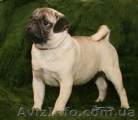  Завод мопсов"РЕБЯТА ДОМОВЯТА" - <ro>Изображение</ro><ru>Изображение</ru> #1, <ru>Объявление</ru> #64003