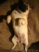  Завод мопсов"РЕБЯТА ДОМОВЯТА" - <ro>Изображение</ro><ru>Изображение</ru> #3, <ru>Объявление</ru> #64003