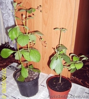 Плодовые и цветущие экзотические растения - <ro>Изображение</ro><ru>Изображение</ru> #1, <ru>Объявление</ru> #66969