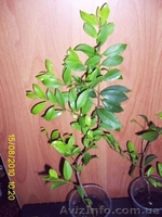 Плодовые и цветущие экзотические растения - <ro>Изображение</ro><ru>Изображение</ru> #4, <ru>Объявление</ru> #66969