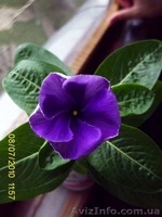 Плодовые и цветущие экзотические растения - <ro>Изображение</ro><ru>Изображение</ru> #3, <ru>Объявление</ru> #66969