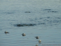 КАРП ВЕНГЕРСКИЙ, БЕЛЫЙ АМУР, ТОЛСТОЛОБИК.  - <ro>Изображение</ro><ru>Изображение</ru> #5, <ru>Объявление</ru> #79017