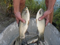 КАРП ВЕНГЕРСКИЙ, БЕЛЫЙ АМУР, ТОЛСТОЛОБИК.  - <ro>Изображение</ro><ru>Изображение</ru> #4, <ru>Объявление</ru> #79017