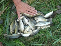 КАРП ВЕНГЕРСКИЙ, БЕЛЫЙ АМУР, ТОЛСТОЛОБИК.  - <ro>Изображение</ro><ru>Изображение</ru> #3, <ru>Объявление</ru> #79017