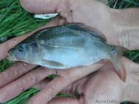 КАРП ВЕНГЕРСКИЙ, БЕЛЫЙ АМУР, ТОЛСТОЛОБИК.  - <ro>Изображение</ro><ru>Изображение</ru> #1, <ru>Объявление</ru> #79017