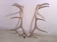 Продам коллекцию рогов - <ro>Изображение</ro><ru>Изображение</ru> #2, <ru>Объявление</ru> #92435