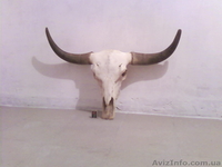 Продам коллекцию рогов - <ro>Изображение</ro><ru>Изображение</ru> #4, <ru>Объявление</ru> #92435