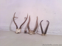 Продам коллекцию рогов - <ro>Изображение</ro><ru>Изображение</ru> #5, <ru>Объявление</ru> #92435