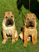 продам породистых щенков шар-пея - <ro>Изображение</ro><ru>Изображение</ru> #1, <ru>Объявление</ru> #102214