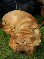 продам породистых щенков шар-пея - <ro>Изображение</ro><ru>Изображение</ru> #4, <ru>Объявление</ru> #102214