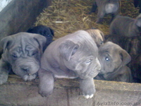 Щенки Мастино Наполетано (Неаполетанский мастиф) - <ro>Изображение</ro><ru>Изображение</ru> #2, <ru>Объявление</ru> #106284