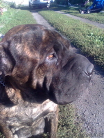 Щенки Мастино Наполетано (Неаполетанский мастиф) - <ro>Изображение</ro><ru>Изображение</ru> #3, <ru>Объявление</ru> #106284