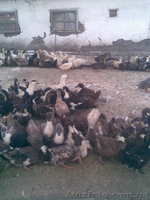 Инкубационные яйца уток - <ro>Изображение</ro><ru>Изображение</ru> #1, <ru>Объявление</ru> #148698