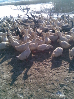 Инкубационные яйца уток - <ro>Изображение</ro><ru>Изображение</ru> #2, <ru>Объявление</ru> #148698