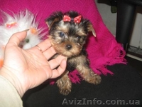 Йоркширский терьер//КСУ. - <ro>Изображение</ro><ru>Изображение</ru> #2, <ru>Объявление</ru> #136896