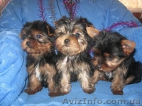 Щеночки Йоркширского терьера (мини и стандарт) - <ro>Изображение</ro><ru>Изображение</ru> #1, <ru>Объявление</ru> #140273