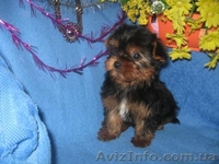 Щеночки Йоркширского терьера (мини и стандарт) - <ro>Изображение</ro><ru>Изображение</ru> #3, <ru>Объявление</ru> #140273
