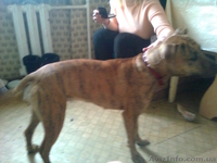 продам собаку питбуль девочка 8мес. Полтава - Собаки - <ro>Изображение</ro><ru>Изображение</ru> #1, <ru>Объявление</ru> #167746