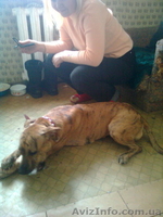 продам собаку питбуль девочка 8мес. Полтава - Собаки - <ro>Изображение</ro><ru>Изображение</ru> #2, <ru>Объявление</ru> #167746