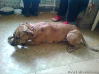 продам собаку питбуль девочка 8мес. Полтава - Собаки - <ro>Изображение</ro><ru>Изображение</ru> #3, <ru>Объявление</ru> #167746