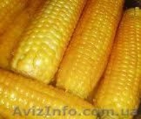 ООО Агро Легион - <ro>Изображение</ro><ru>Изображение</ru> #1, <ru>Объявление</ru> #173452