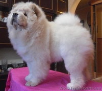 щенки чау-чау - <ro>Изображение</ro><ru>Изображение</ru> #1, <ru>Объявление</ru> #171778