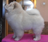 щенки чау-чау - <ro>Изображение</ro><ru>Изображение</ru> #2, <ru>Объявление</ru> #171778
