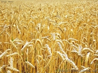 ООО Агро Легион - <ro>Изображение</ro><ru>Изображение</ru> #6, <ru>Объявление</ru> #173452