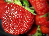 Отличная рассада клубники более 90 сортов открытого грунта - <ro>Изображение</ro><ru>Изображение</ru> #1, <ru>Объявление</ru> #188176