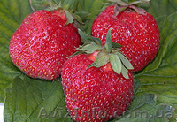 Отличная рассада клубники более 90 сортов открытого грунта - <ro>Изображение</ro><ru>Изображение</ru> #2, <ru>Объявление</ru> #188176