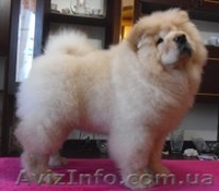 щенки чау-чау - <ro>Изображение</ro><ru>Изображение</ru> #4, <ru>Объявление</ru> #171778