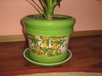 Комнатный цветок Юка - <ro>Изображение</ro><ru>Изображение</ru> #3, <ru>Объявление</ru> #218929