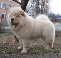 Подрощенный кобельчау-чау - <ro>Изображение</ro><ru>Изображение</ru> #2, <ru>Объявление</ru> #225424