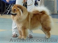 Подрощенный кобельчау-чау - <ro>Изображение</ro><ru>Изображение</ru> #1, <ru>Объявление</ru> #225424