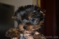 Элитные щеночки йоркширского терьера шоу класса.КСУ - <ro>Изображение</ro><ru>Изображение</ru> #3, <ru>Объявление</ru> #271687