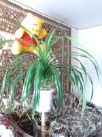 Продаю: цветок Панданус, Полтава - <ro>Изображение</ro><ru>Изображение</ru> #1, <ru>Объявление</ru> #335699